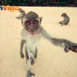 fun monkey