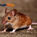 Fun Mouse Facts
