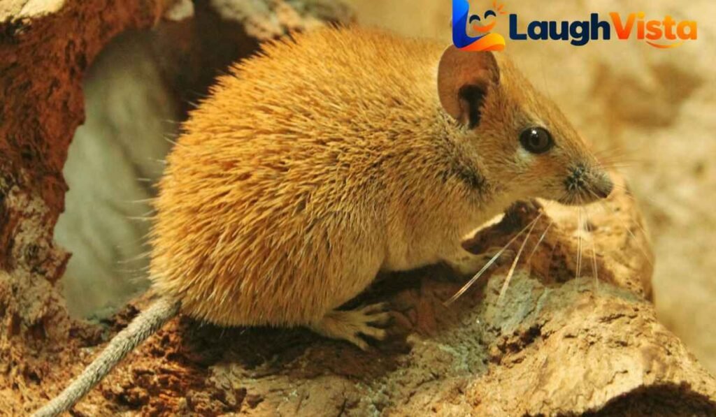 The Secret World of Mouse Intelligence and Senses